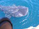 Whale Shark: La Mona, MX