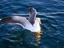Seagull
