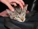 Stripes coming home after snip-snip (notice clipped left ear)