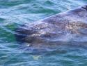 Head of sperm whale