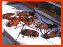 Live lobsters