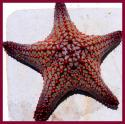 Cool Cushion Star kids found snorkeling in Escondido