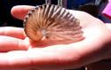 Paper Nautilus